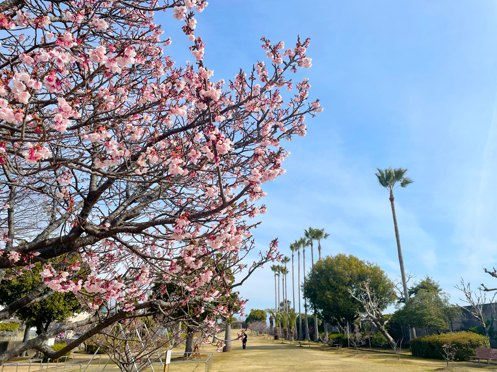 清見潟公園の薄寒桜