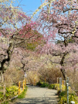 龍尾神社のしだれ梅園