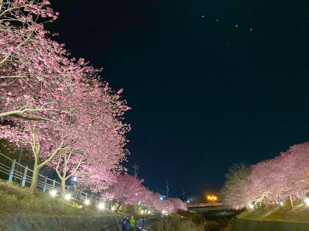 掛川桜と掛川城ライトアップ