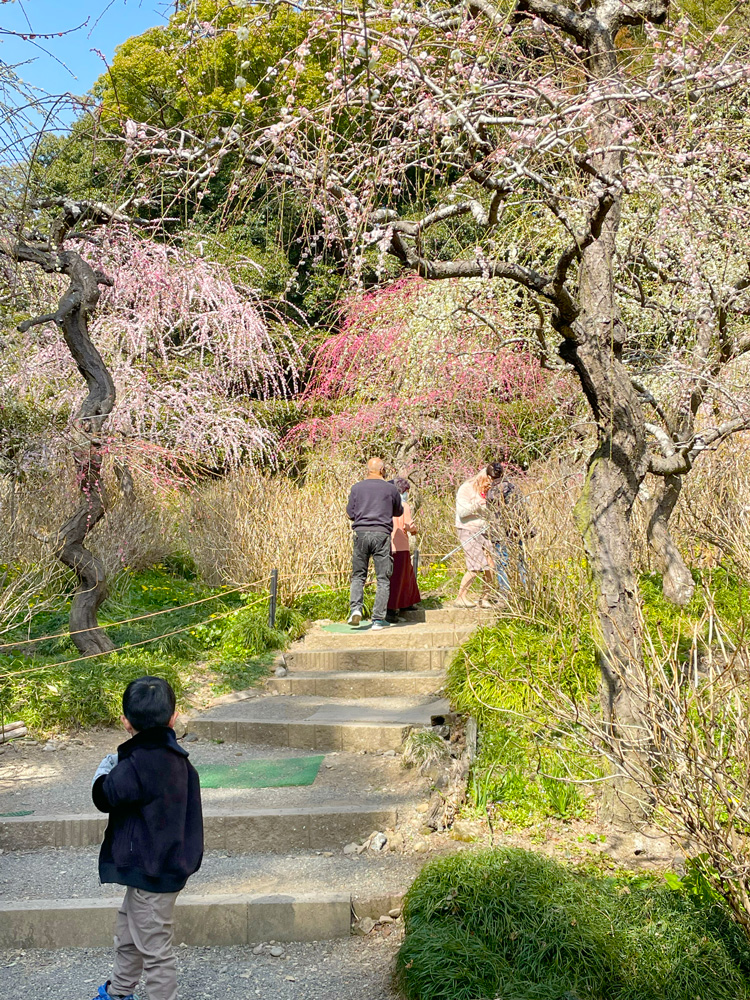 龍尾神社 花庭園しだれ梅の梅園