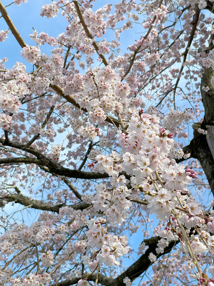掛川城としだれ桜