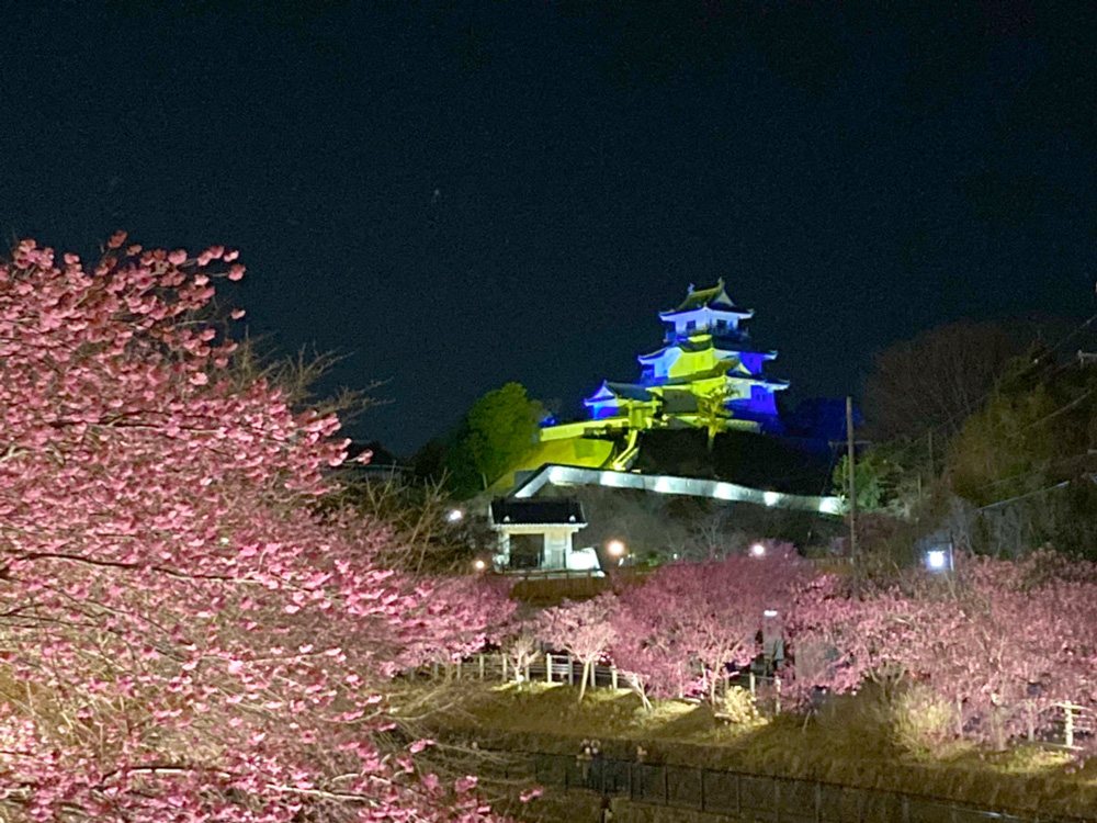 掛川桜と掛川城ライトアップ