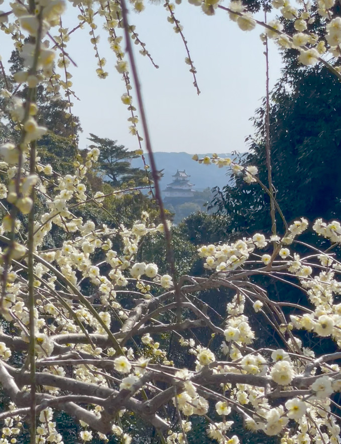 龍尾神社の庭庭園から掛川城