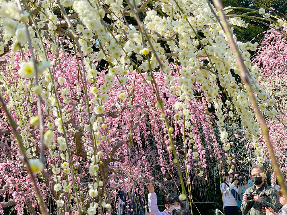 龍尾神社の庭庭園 しだれ梅の梅園