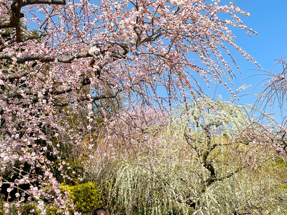 龍尾神社の庭庭園 しだれ梅の梅園