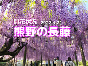 熊野の長藤開花状況