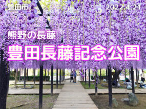 豊田長藤記念公園の長藤