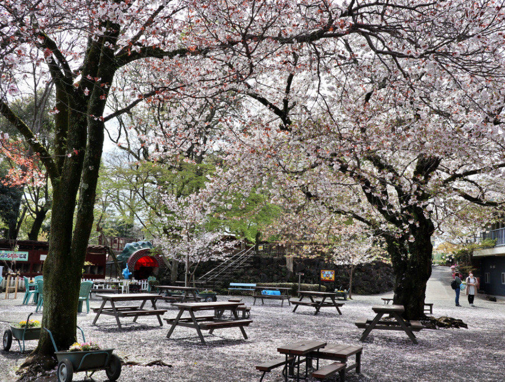 三島市：楽寿園の桜