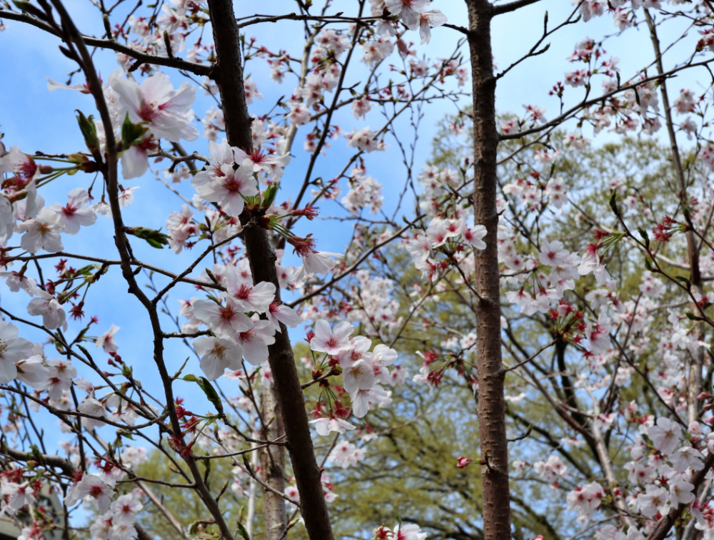 三島市：楽寿園の桜