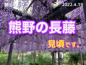 熊野の長藤（磐田市）が見頃です
