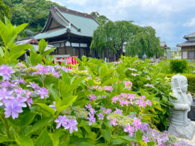 掛川のあじさい寺 本勝寺