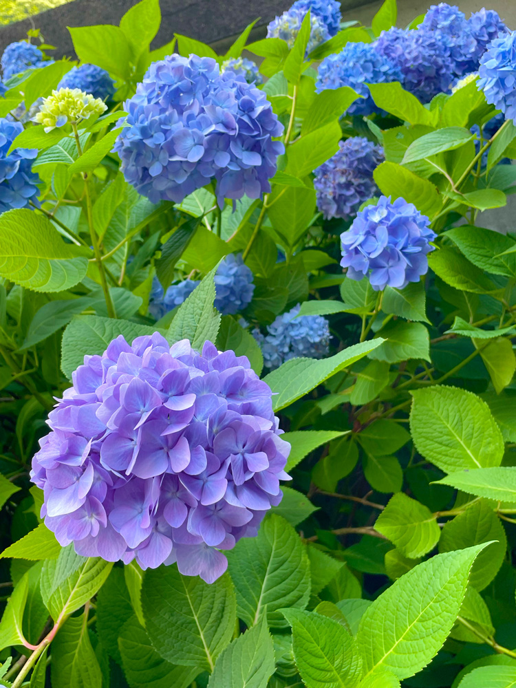 林叟院のまんまる紫陽花