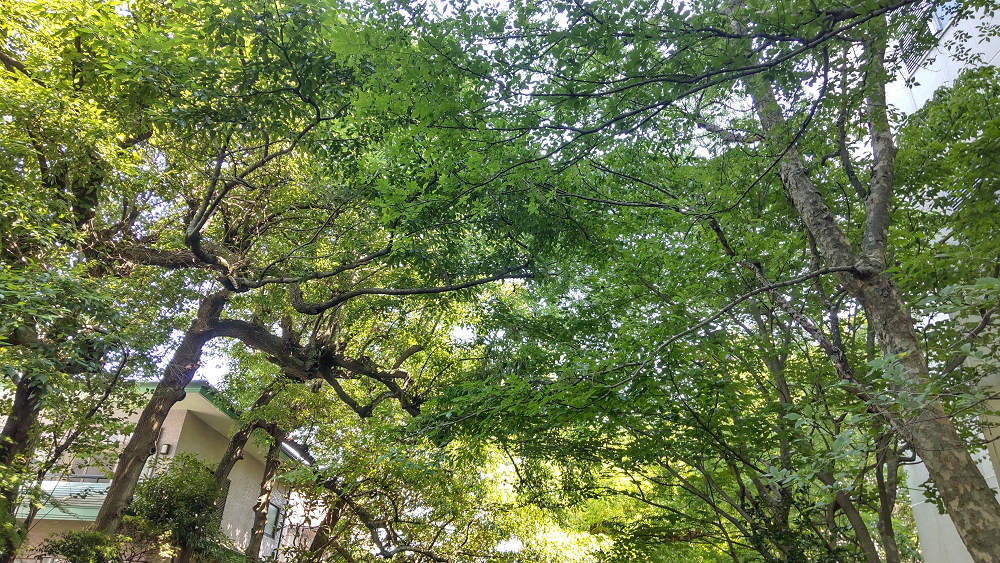 三島市：源兵衛川の木々