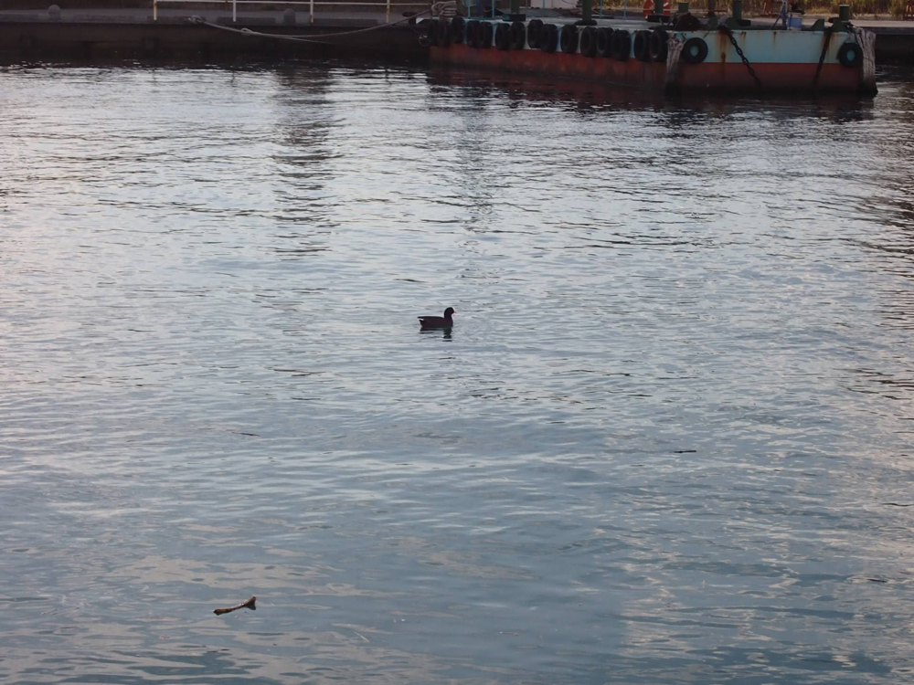 清水港で冬の渡り鳥ウォッチング