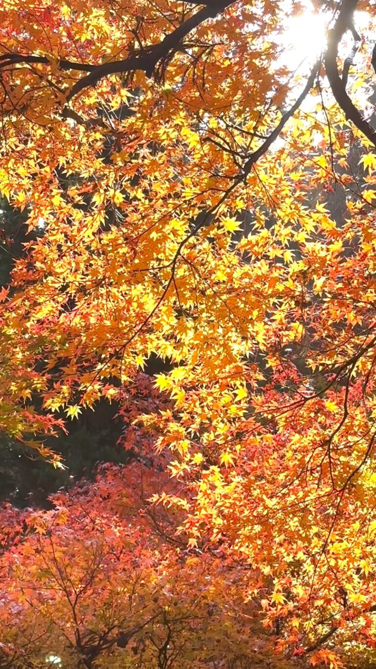 森町｜大洞院の紅葉真っ盛り11/23 ｜静岡県の情報サイト we love 静岡