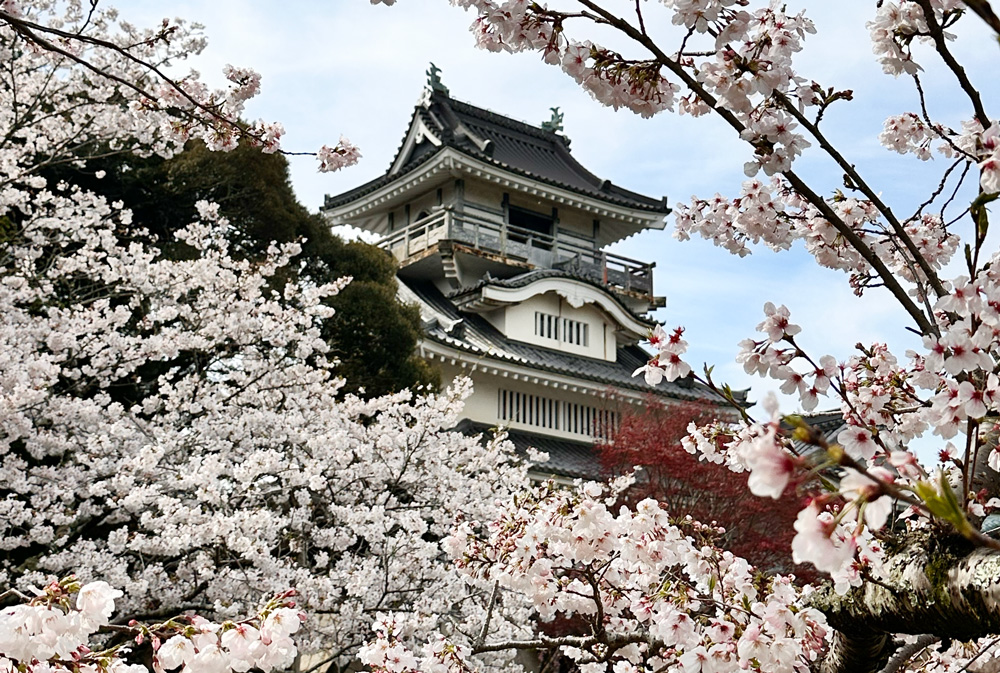 小山城の桜と歴史