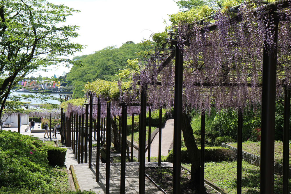 蓮華寺池公園の藤の花まつり