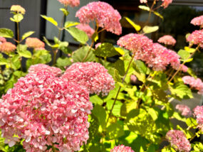 紫陽花：牧之原市大鐘家