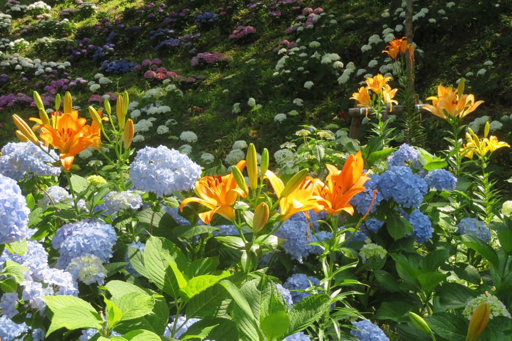 可睡ゆりの園紫陽花とゆりのコラボ