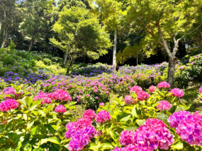 牧之原市の秋葉公園の紫陽花