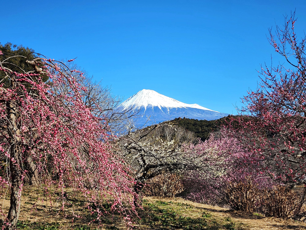 富士市｜岩本山公園と梅