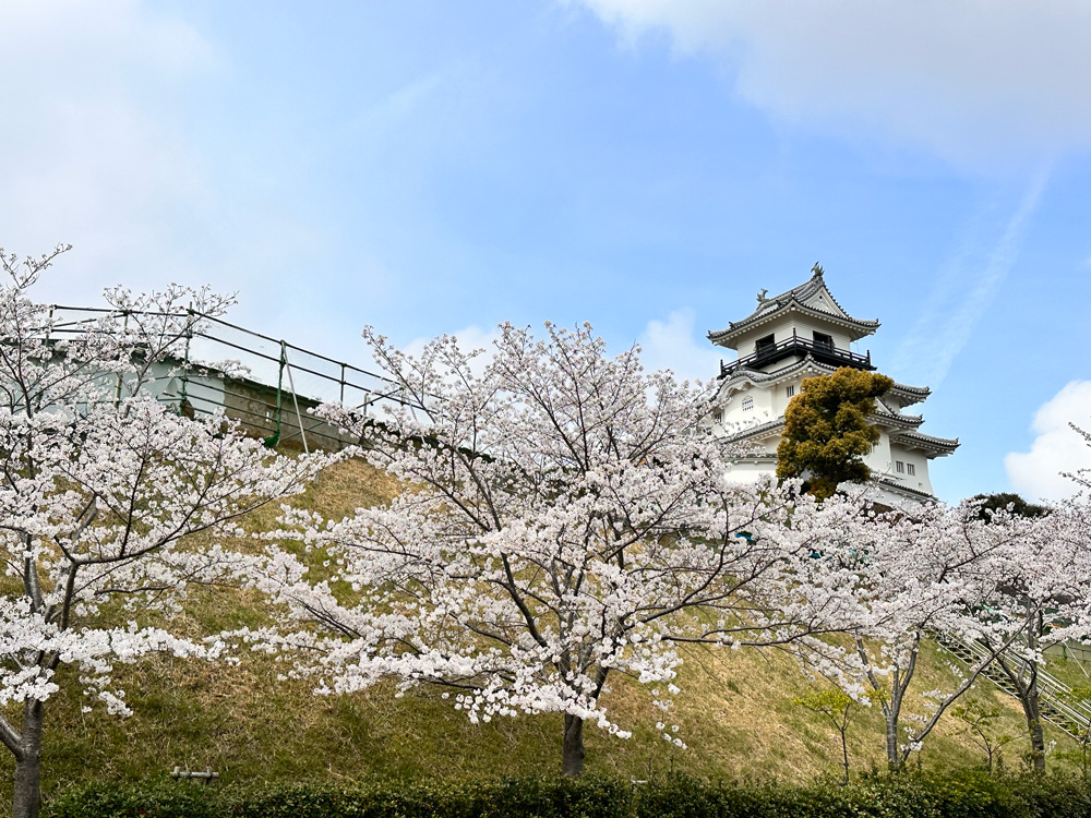 掛川城公園と桜