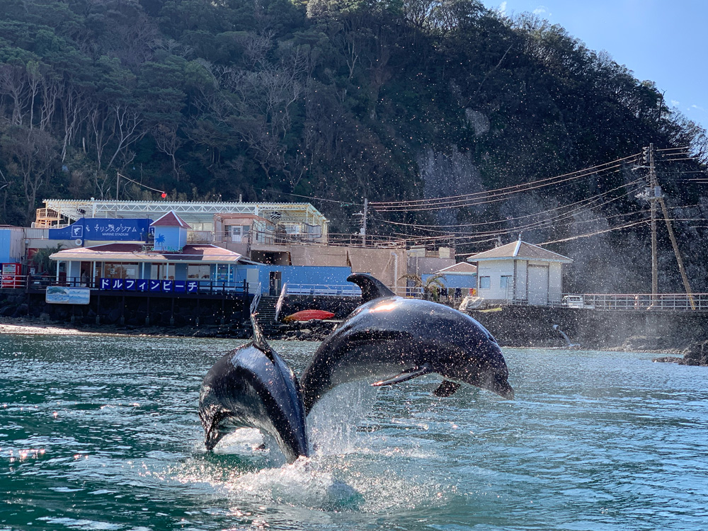 下田海中水族館