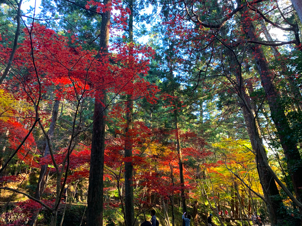 小國神社：杉と紅葉