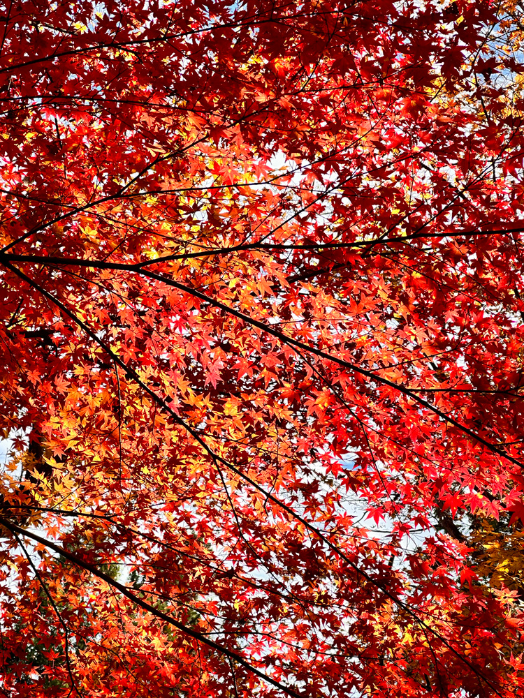 大洞院紅葉