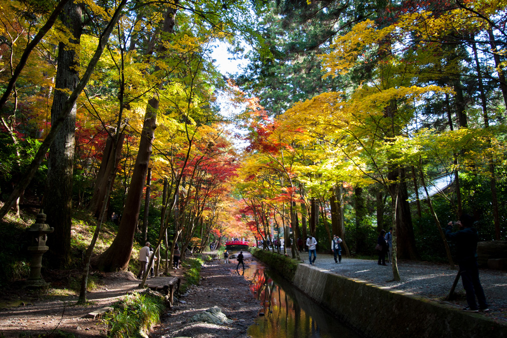 小國神社：杉と紅葉