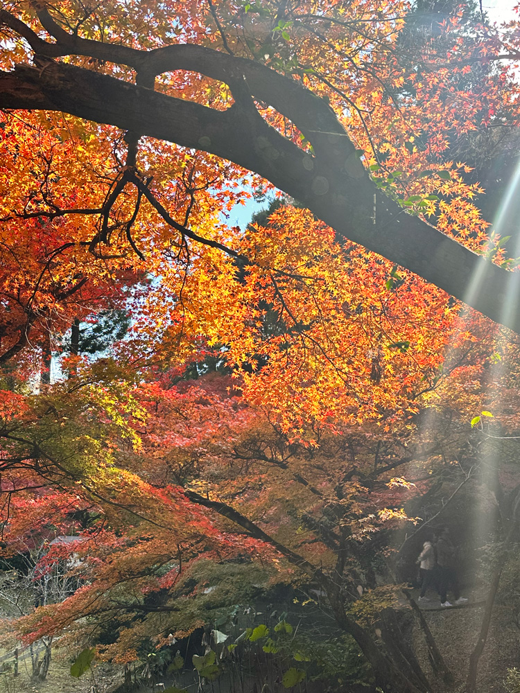 大洞院紅葉