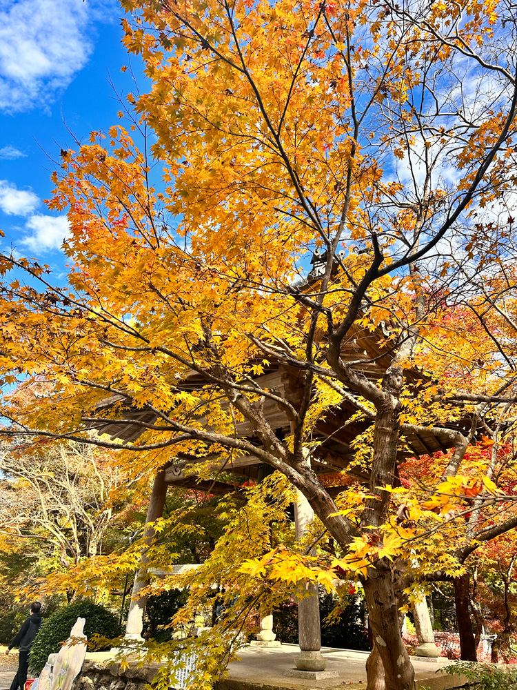 大洞院紅葉