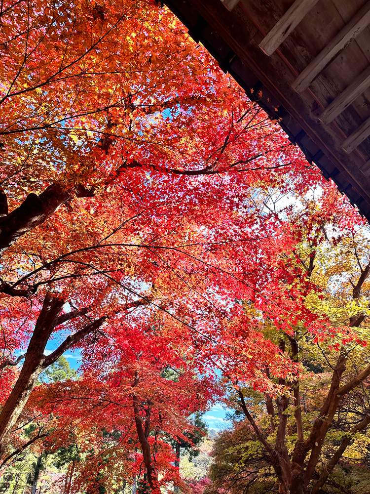 大洞院紅葉