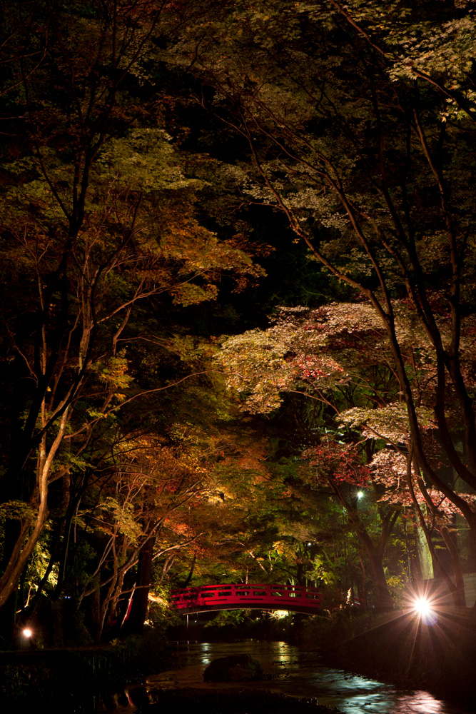 小國神社の紅葉ライトアップ