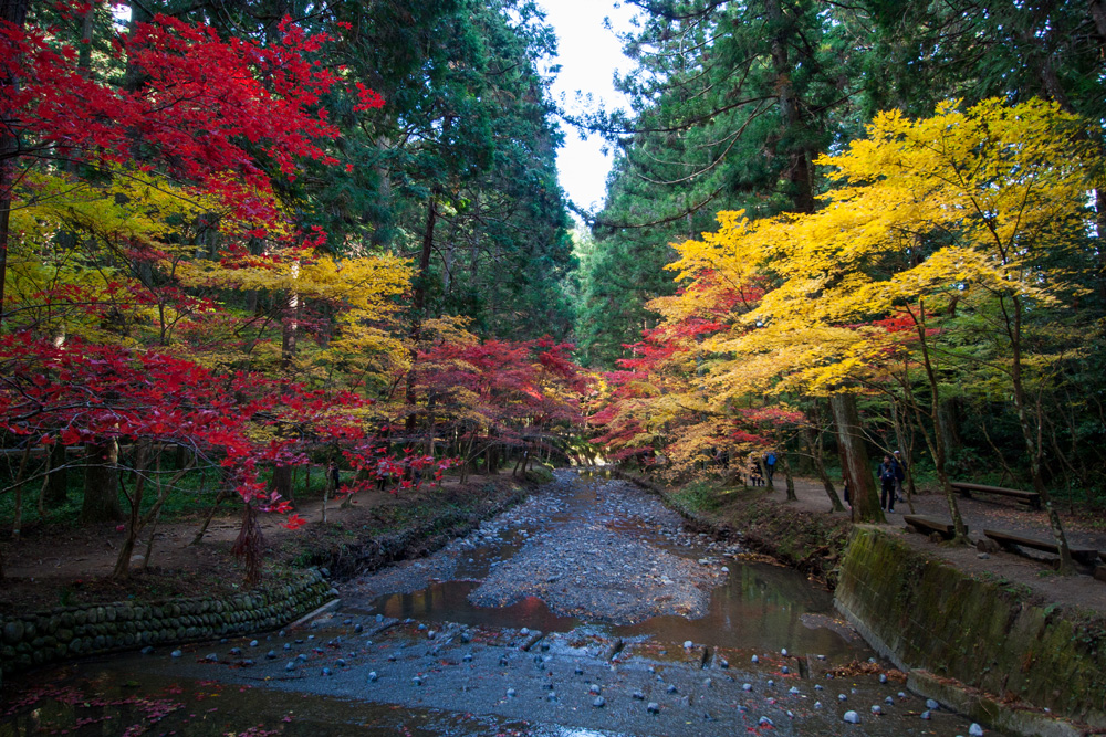 小國神社：杉と紅葉