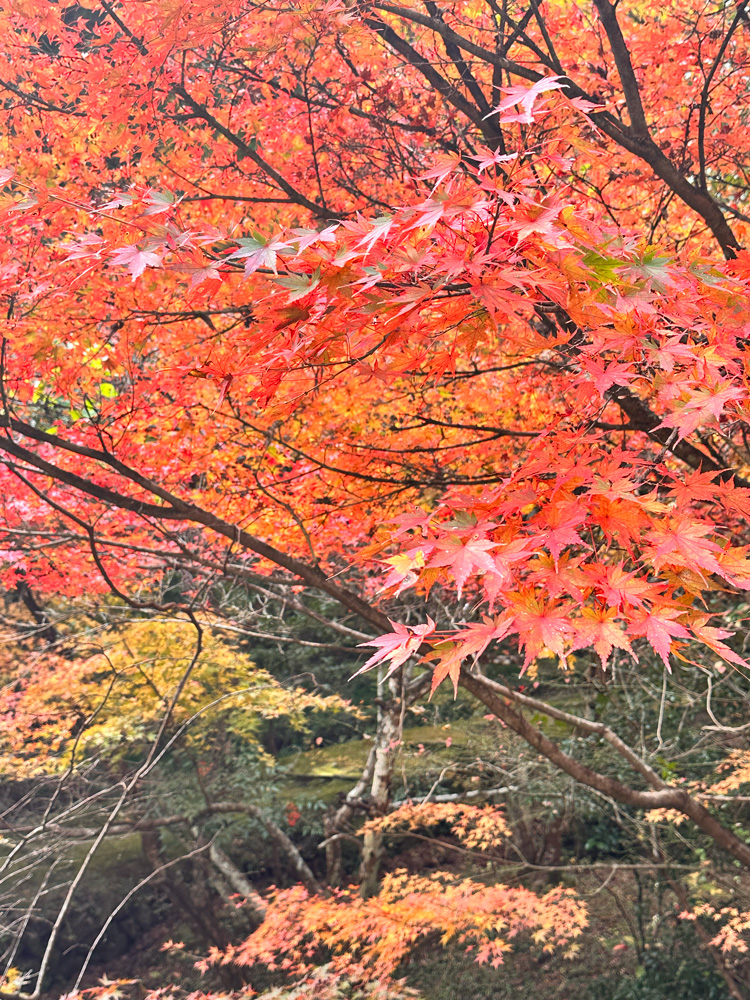 大洞院紅葉