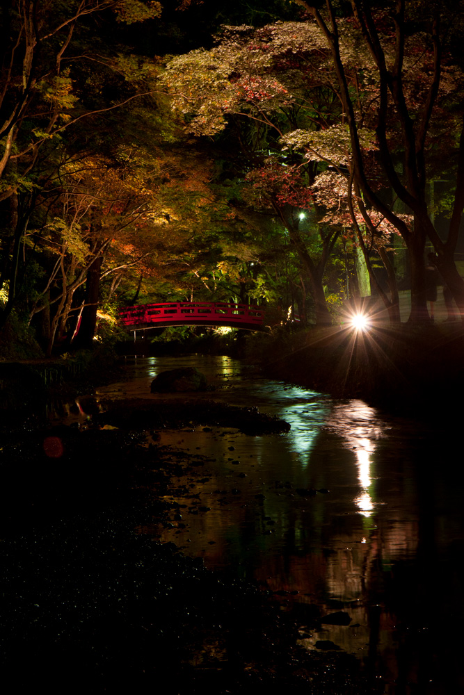 小國神社の紅葉ライトアップ