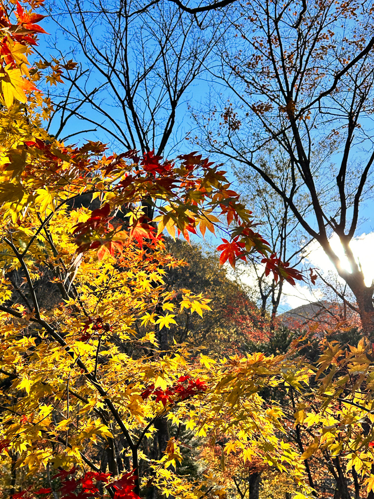 赤水の滝の紅葉03