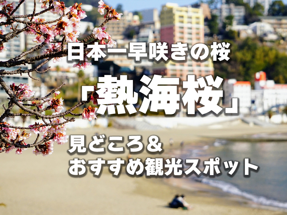 冬でも満開！日本一早咲きの桜「熱海桜」｜見どころ＆おすすめ観光スポット