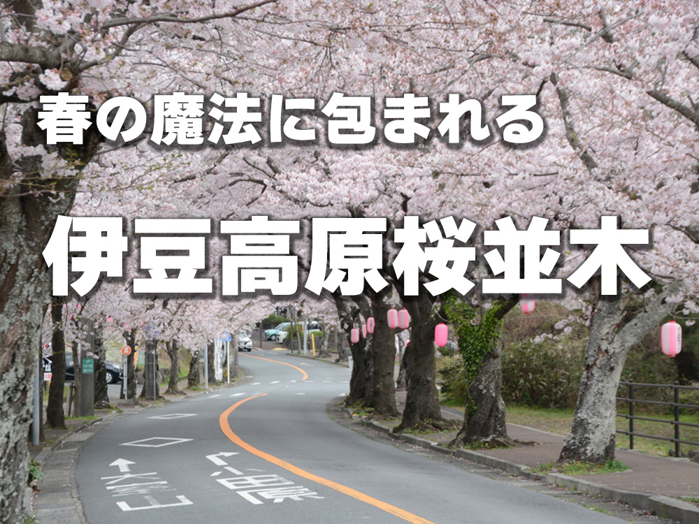 春の魔法に包まれる「伊豆高原桜並木」