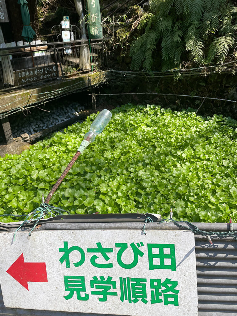 浄蓮の滝 わさび田
