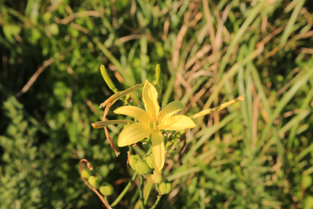 ユウスゲの花