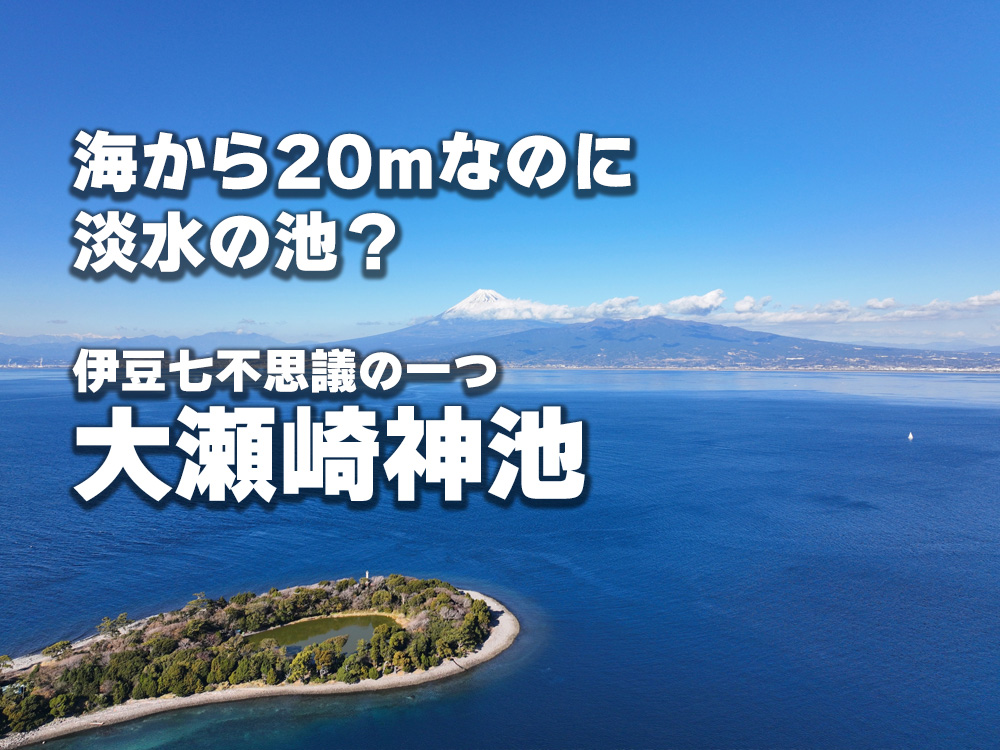 海から20mなのに淡水の池?大瀬崎神池が不思議すぎる