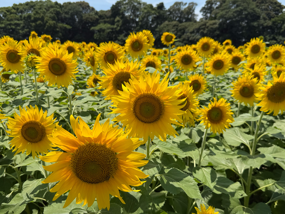 豊田高見丘公園北エリア
