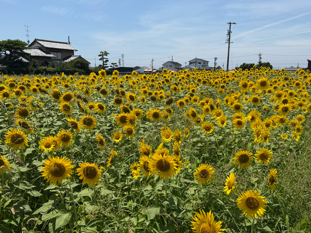 豊田北部幼稚園北エリア