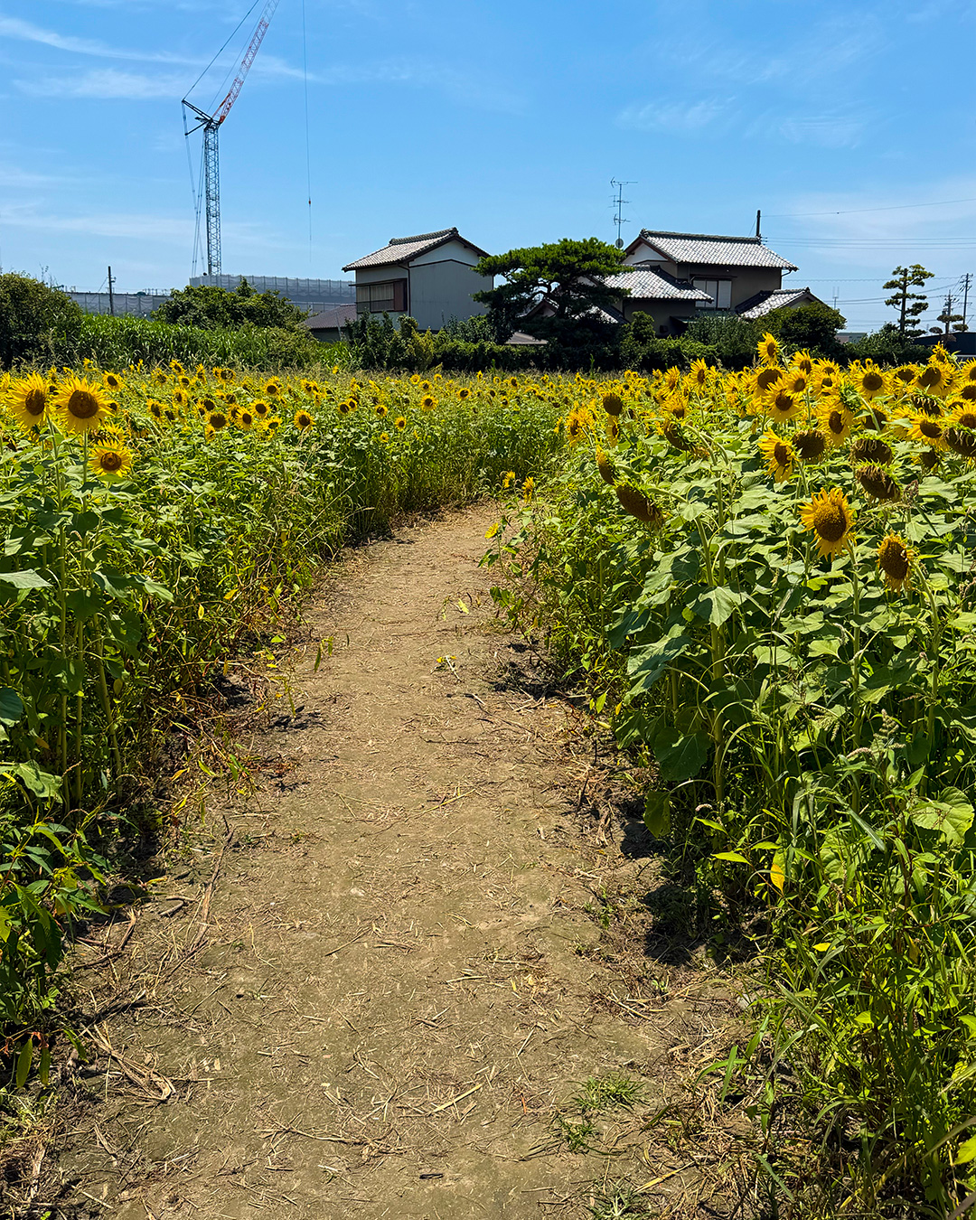 豊田北部幼稚園北エリア